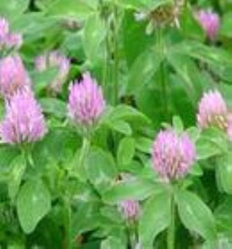 Red Clover Extract 